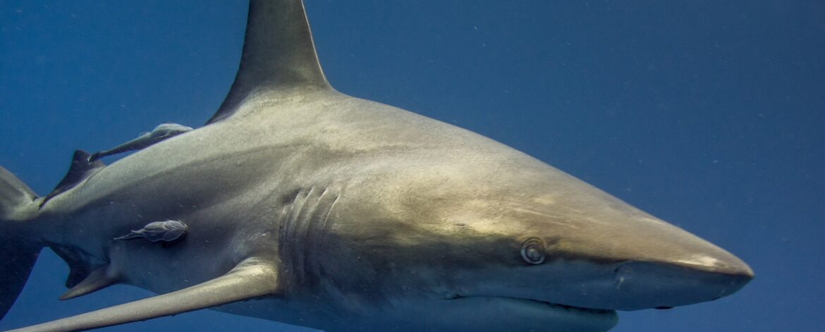 Shark