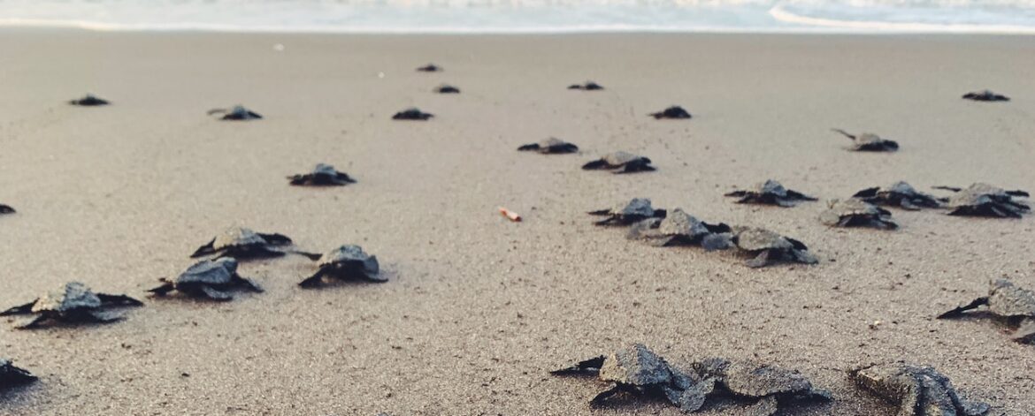 Baby turtles beach